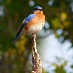 Meet your Posher, Bella